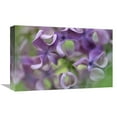 thumbnail image 1 of Global Gallery  Lilac Flower - Close Up of Purple Petals Art Print - Jan Vermeer, 1 of 1