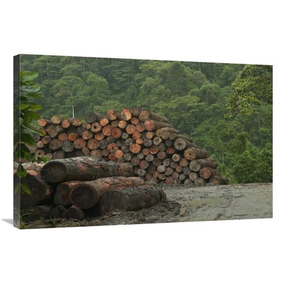Global Gallery Logging of Native Rainforest - Ecuador Art Print - Murray Cooper