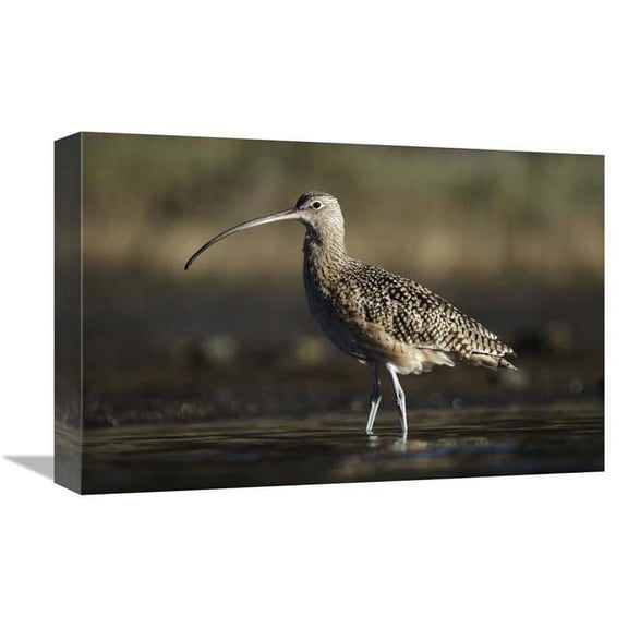 Global Gallery  Long-Billed Curlew Wading - North America Art Print - Tim Fitzharris