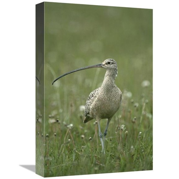 Global Gallery Long-Billed Curlew Walking Through Field - Summer - Idaho Art Print - Michael Quinton