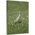thumbnail image 1 of Global Gallery  Long-Billed Curlew Walking Through Field - Summer - Idaho Art Print - Michael Quinton, 1 of 1