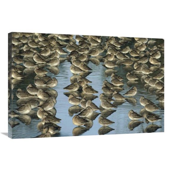 Global Gallery Long-Billed Dowitcher Flock Sleeping in Shallow Water - North America Art Print - Tim Fitzharris