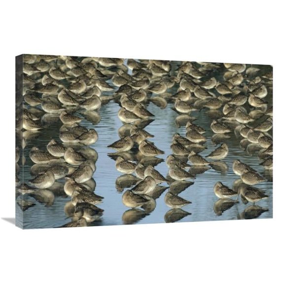 Global Gallery  Long-Billed Dowitcher Flock Sleeping in Shallow Water - North America Art Print - Tim Fitzharris