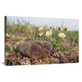 thumbnail image 1 of Global Gallery  Long-Tailed Jaeger Chick - Alaska Art Print - Michael Quinton, 1 of 1