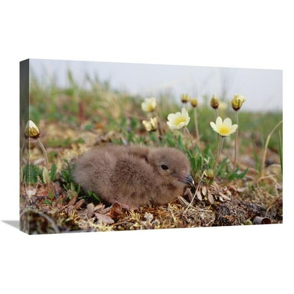 Global Gallery Long-Tailed Jaeger Chick - Alaska Art Print