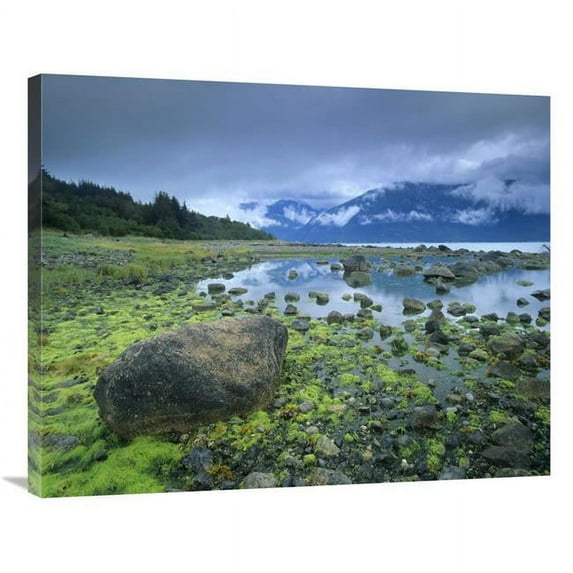Global Gallery Low Tide Revealing Algae Covered Rocks - Alaska Art Print - Tim Fitzharris