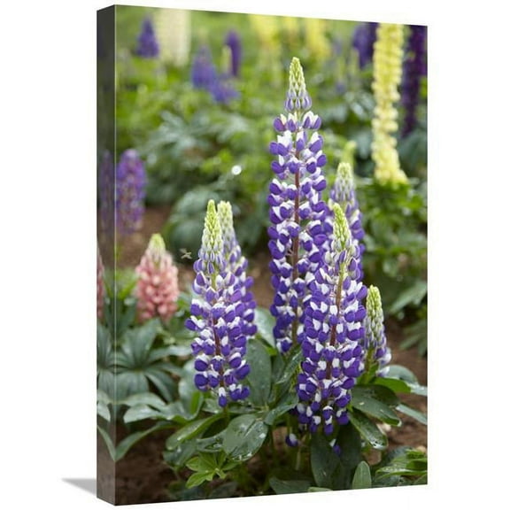 Global Gallery  Lupine Flowers Art Print - Visionspictures