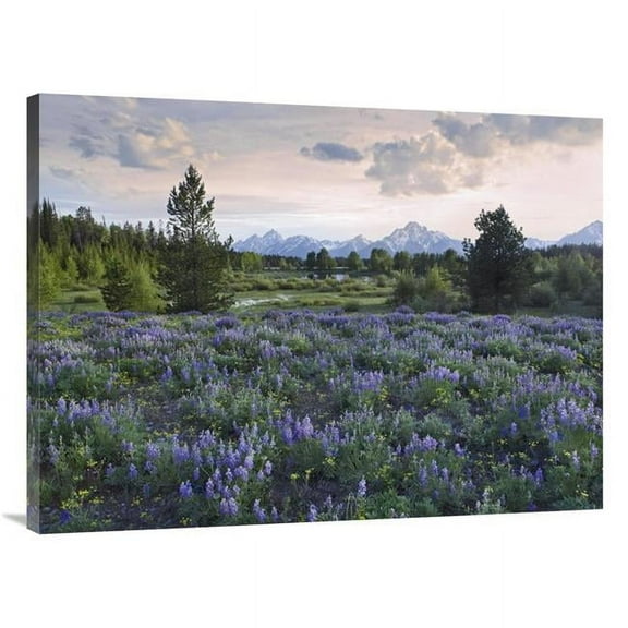 Global Gallery Lupine Meadow - Grand Teton National Park - Wyoming Art Print - Tim Fitzharris