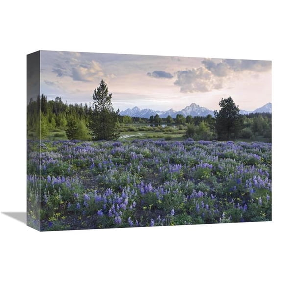 Global Gallery  Lupine Meadow - Grand Teton National Park - Wyoming Art Print - Tim Fitzharris