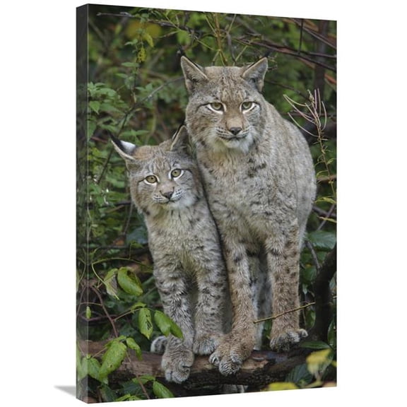 Global Gallery  Lynx Mother with Cub - Bavarian Forest National Park - Bavaria - Germany Art Print