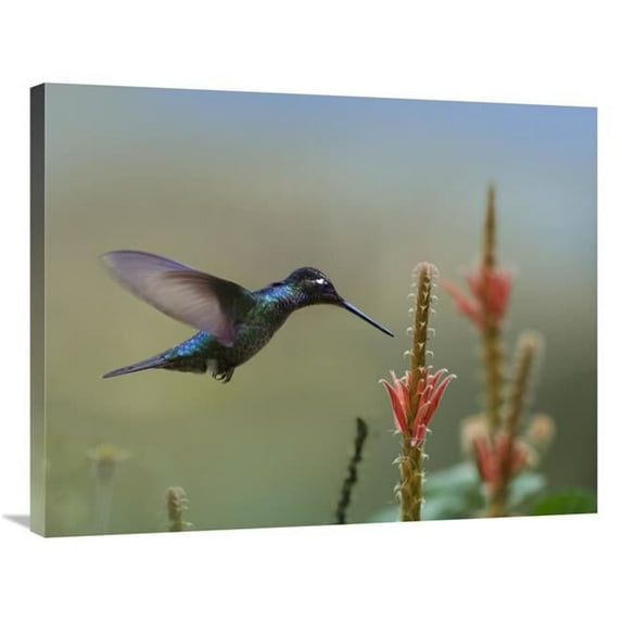 Global Gallery Magnificent Hummingbird Male Foraging - Costa Rica Art Print - Tim Fitzharris