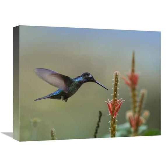 Global Gallery Magnificent Hummingbird Male Foraging - Costa Rica Art Print - Tim Fitzharris