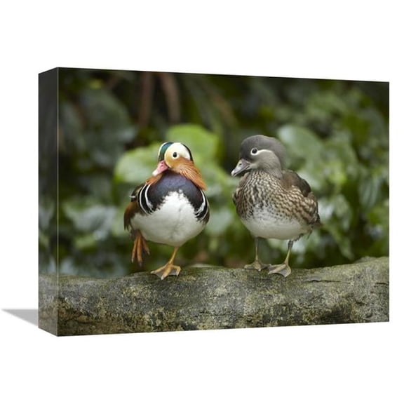 Global Gallery Mandarin Duck Male & Female - Jurong Bird Park - Singapore Art Print - Tim Fitzharris