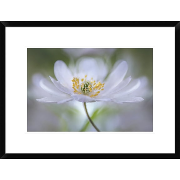Global Gallery Mandy Disher 'Nemorosa Nirvana' Framed Wall Art