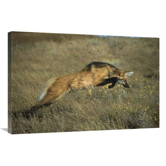 Global Gallery  Maned Wolf Pouncing on Rodent in Dense Grass - Serra De Canastra NP - Brazil Art Print - Tui De Roy