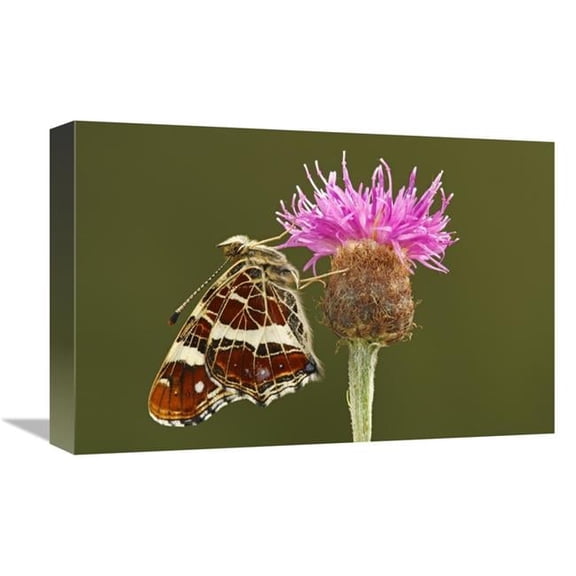 Global Gallery  Map Butterfly on Knapwort Harshweed - Hoogeloon - Noord-Brabant - Netherlands Art Print - Silvia Reiche