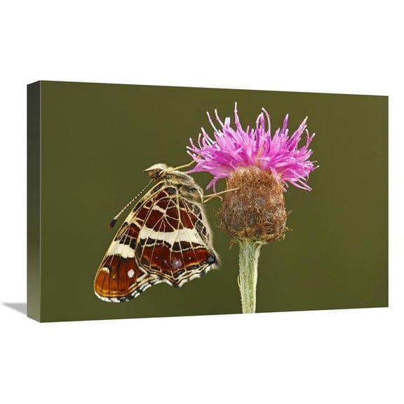 Global Gallery  Map Butterfly on Knapwort Harshweed - Hoogeloon - Noord-Brabant - Netherlands Art Print - Silvia Reiche