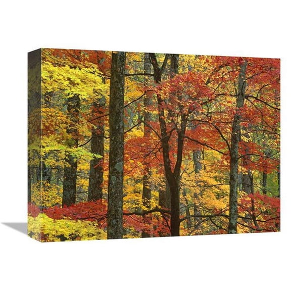 Global Gallery Maple Trees in Autumn - Great Smoky Mountains National Park - Tennessee Art Print - Tim Fitzharris