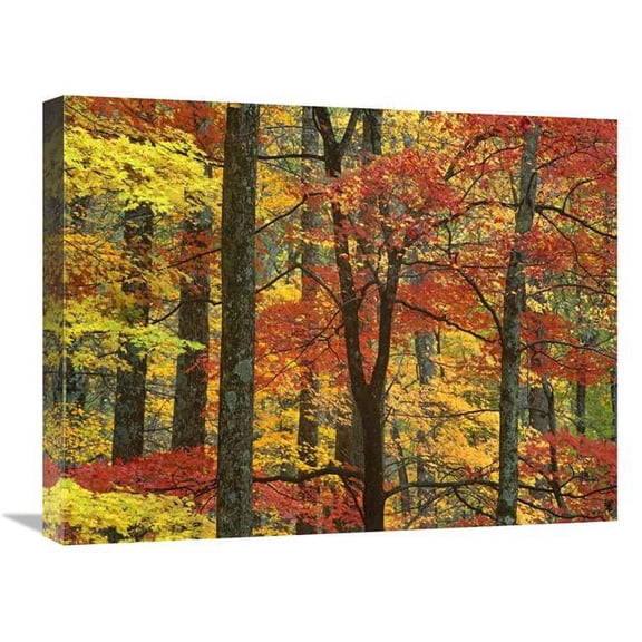 Global Gallery Maple Trees in Autumn - Great Smoky Mountains National Park - Tennessee Art Print - Tim Fitzharris