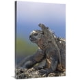 thumbnail image 1 of Global Gallery  Marine Iguana Hatchling Basking on Back of Adult - Galapagos Islands Art Print - Tui De Roy, 1 of 1