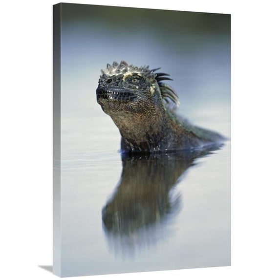 Global Gallery Marine Iguana - Punta Espinosa - Galapagos Islands - Ecuador Art Print - Tui De Roy