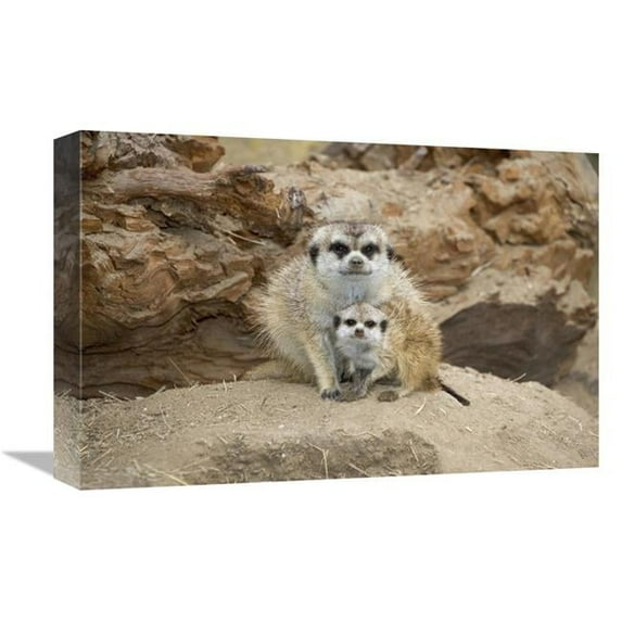 Global Gallery Meerkat Mother & Baby - Native to Southern Africa Art Print - San Diego Zoo