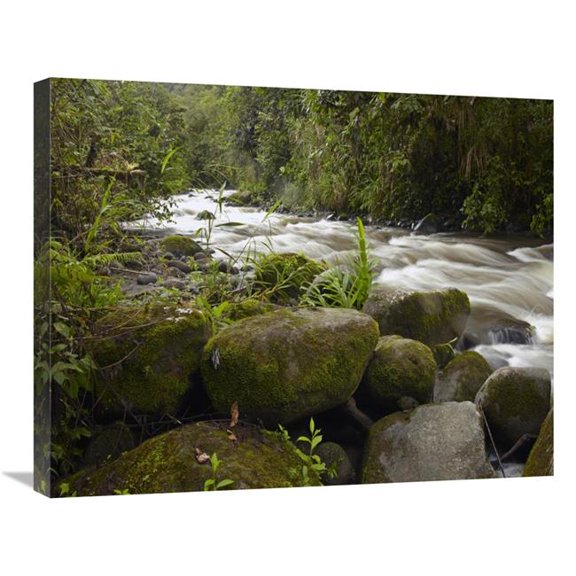 Global Gallery Mindo River Flowing Through Cloud Forest - Ecuador Art Print - Tim Fitzharris