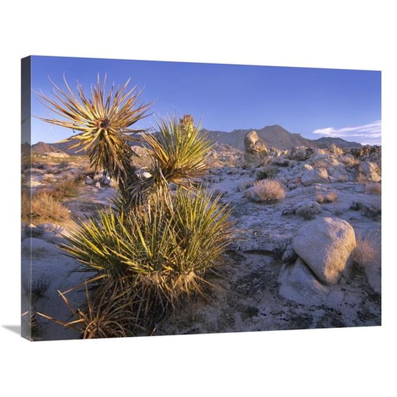 Global Gallery Mojave Yucca in Rocky Landscape - Mojave National Preserve - California Art Print - Tim Fitzharris