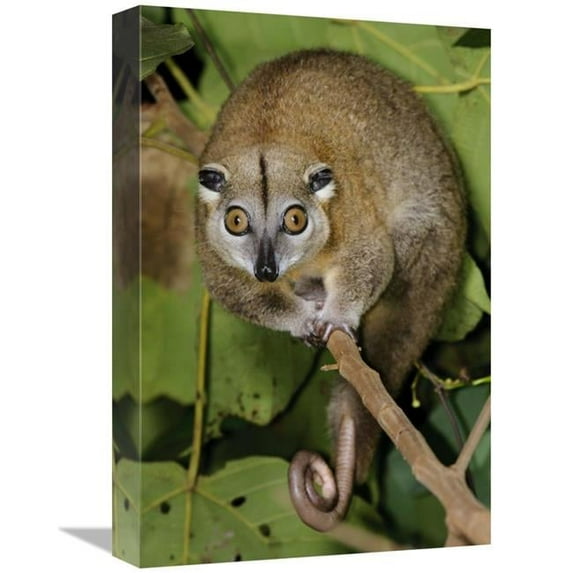 Global Gallery Moluccan Cuscus - Halmahera - North Maluku - Indonesia Art Print - Chien Lee