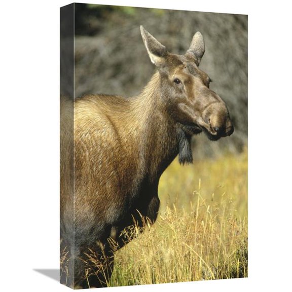 Global Gallery  Moose Female - North America Art Print - Tim Fitzharris