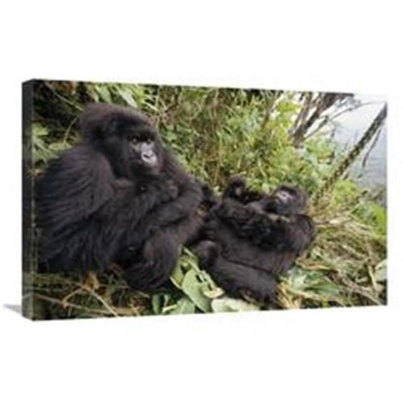 Global Gallery  Mountain Gorilla Family Resting in Rainforest - VIrunga Mountains Art Print