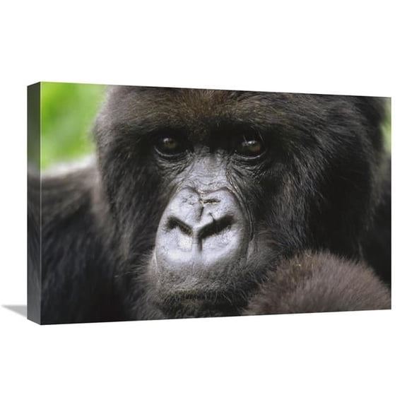 Global Gallery  Mountain Gorilla Female Portrait - VIrunga Mountains - Rwanda Art Print