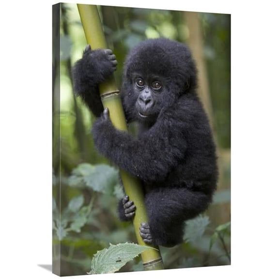 Global Gallery  Mountain Gorilla Infant Playfully Climbing Bamboo Pole - Parc National Des Volcans - Rwanda Art Print