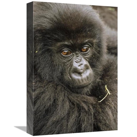 Global Gallery Mountain Gorilla Juvenile Portrait - VIrunga Mountains Art Print - Gerry Ellis