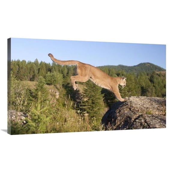 Global Gallery Mountain Lion Jumping - Montana. Sequence 2 of 2 Art Print