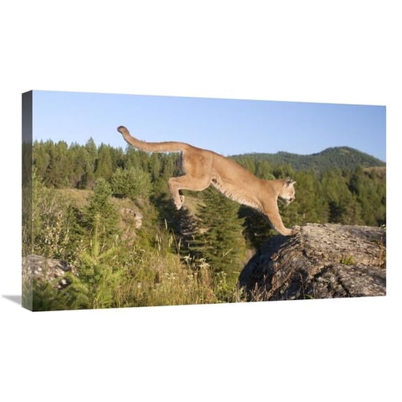 Global Gallery Mountain Lion Jumping - Montana. Sequence 2 of 2 Art Print