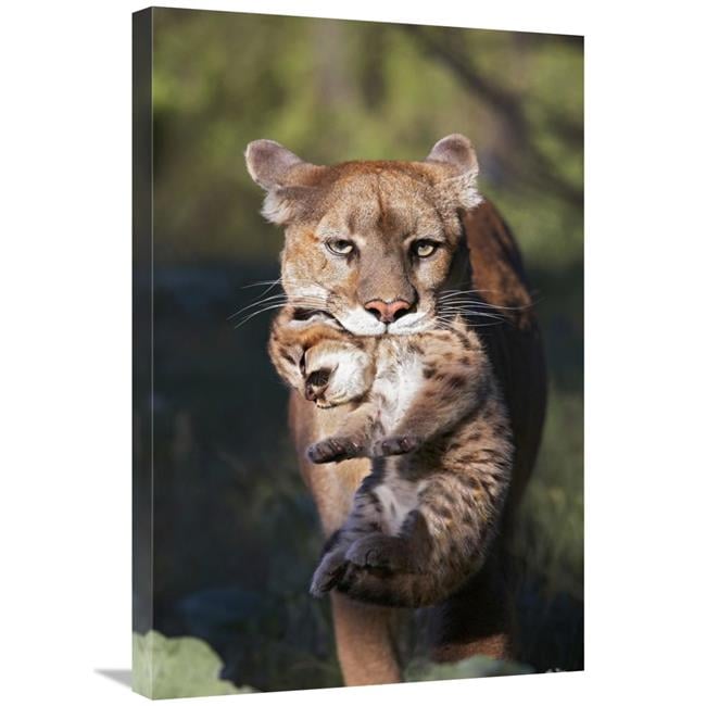 Global Gallery Mountain Lion Mother Carrying Cub in Her Mouth - North ...