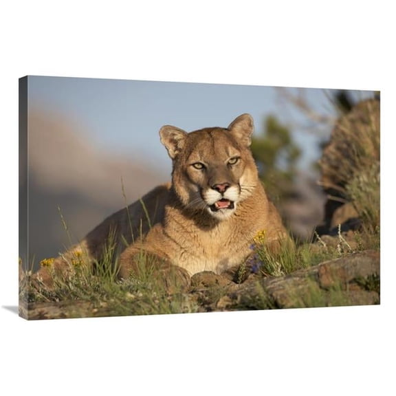 Global Gallery  Mountain Lion Portrait - North America Art Print - Tim Fitzharris