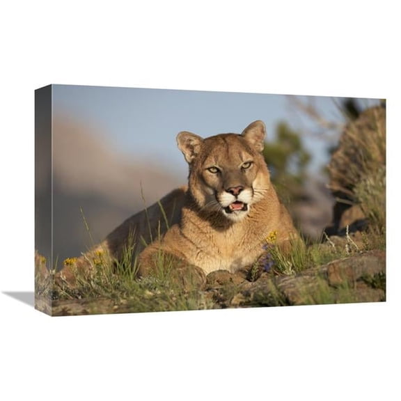 Global Gallery  Mountain Lion Portrait - North America Art Print - Tim Fitzharris