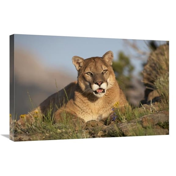 Global Gallery  Mountain Lion Portrait - North America Art Print - Tim Fitzharris