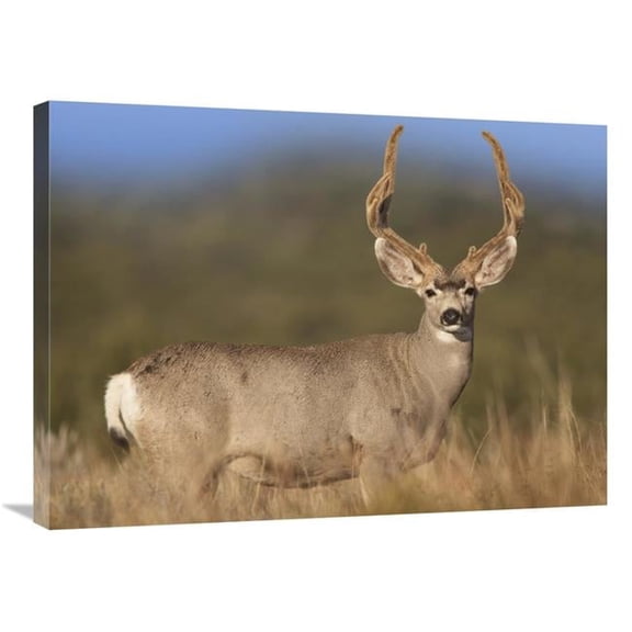 Global Gallery Mule Deer Male in Dry Grass - North America Art Print - Tim Fitzharris