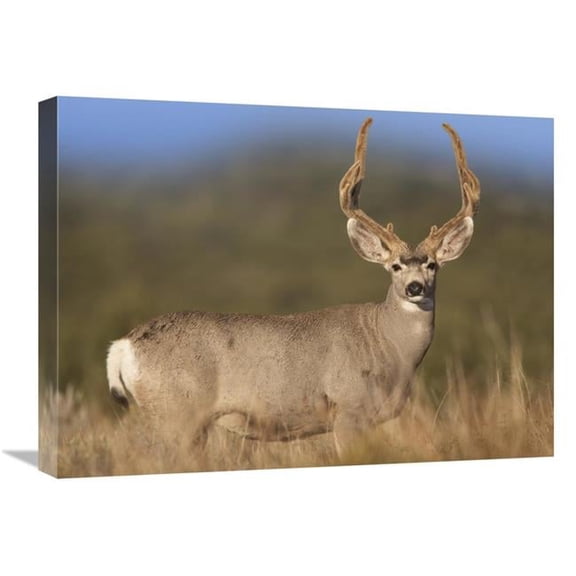 Global Gallery  Mule Deer Male in Dry Grass - North America Art Print
