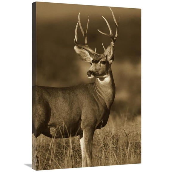 Global Gallery Mule Deer Male in Dry Grass - Sepia Art Print - Tim Fitzharris - 24in. x 36in.