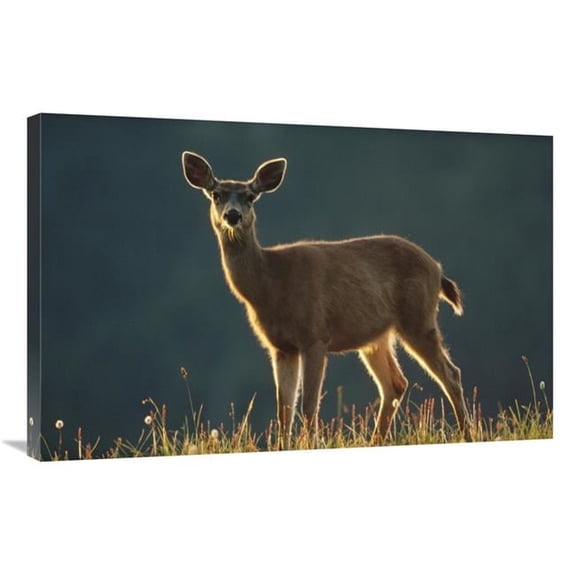 Global Gallery  Mule Deer Portrait in Alpine Meadow - Washington Art Print - Tim Fitzharris - 24in. x 36in.