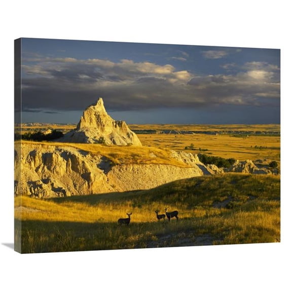 Global Gallery Mule Deer Trio in the Grasslands of Badlands National Park - South Dakota Art Print - Tim Fitzharris