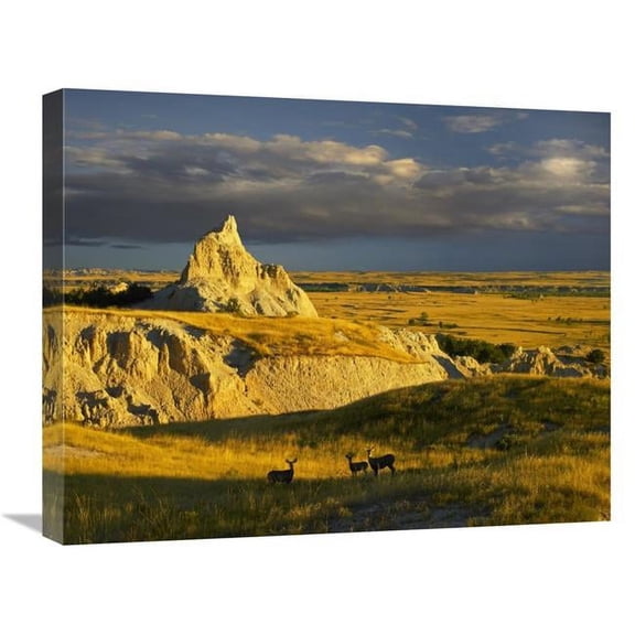 Global Gallery Mule Deer Trio in the Grasslands of Badlands National Park - South Dakota Art Print - Tim Fitzharris