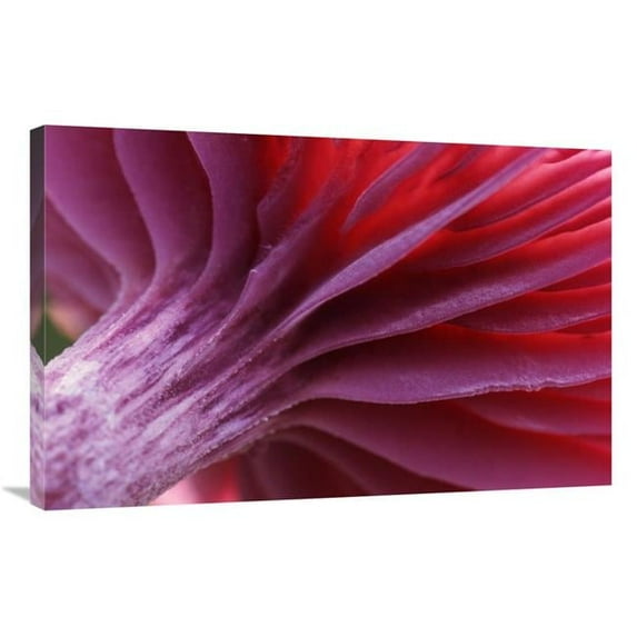 Global Gallery Mushroom Detail of Underside Showing Gills Art Print - Jan Vermeer