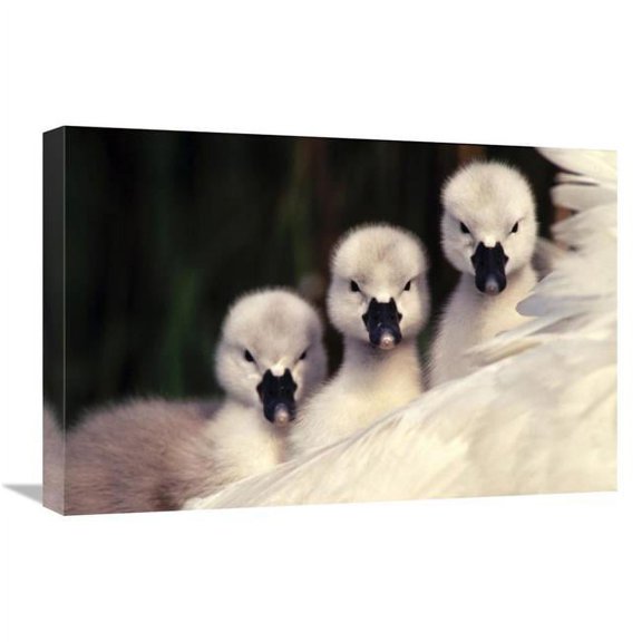 Global Gallery Mute Swans Three Cygnets on Parents Back - Europe Art Print - Flip De Nooyer