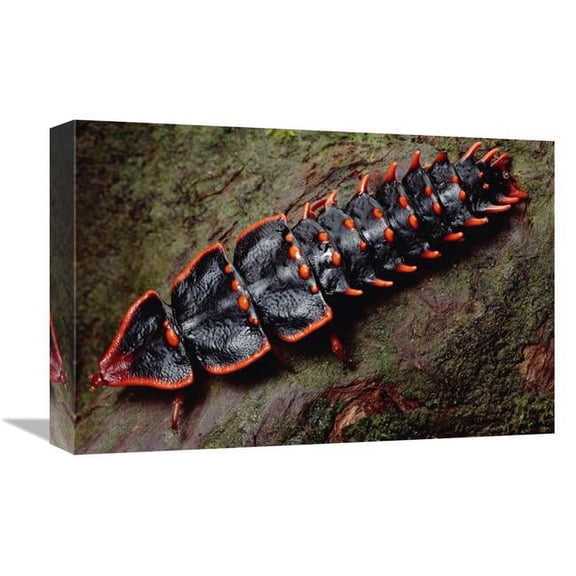 Global Gallery  Net-Winged Beetle - Borneo Art Print - Mark Moffett