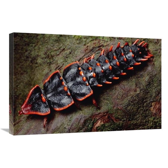 Global Gallery Net-Winged Beetle - Borneo Art Print - Mark Moffett